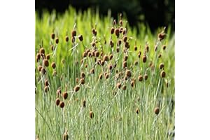 WASSERPFLANZEN WOLFF - 2er-Set - Typha minima - Zwergrohrkolben - winterhart - heimisch - durchwurzelte QUALITÄTSSTAUDEN