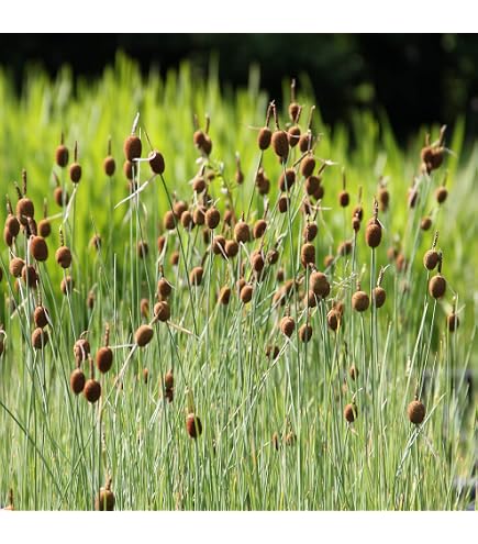 WASSERPFLANZEN WOLFF - 4er-Set im Gratis-Pflanzkorb - Juncus effusus -  Flatterbinse - heimisch - durchwurzelte Pflanzen! : Amazon.de: Garten
