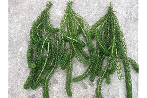 BIOTOPE AQUATICS LTD Bunch EGERIA CRISPA Canadensis - Elodea Oxygenating Live Pond Weed Water Densa Plant for Pond or Fish Tank Aquarium (3 x Bunch)