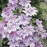 Clematis"Nelly Moser" | Clematis Winterhart Mehrjährig | Rosa Blüte | Kletterpflanzen Winterhart | Höhe 60-70 cm | Topf-Ø 15 