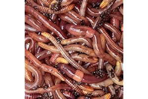 GÉNÉRIQUE FISHWORM Gros Vers de Terre pour la Pêche 500 grammes, Vers de Terre Vivant Dendro pour la Truite, le Silure, le Sandre, l'anguille, la Perche et la pêche à la Carpe.