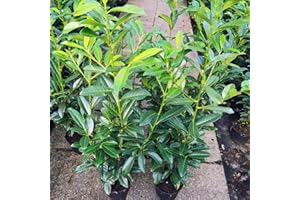 GARTENCENTER BARTELS Kirschlorbeer Genolia ® Containerpflanzen 120-140 cm