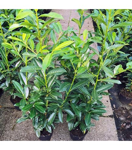 Dehner Kirschlorbeer Herbergii, Prunus laurocerasus, immergrner Busch,  100-125 cm, 15 l Topf, Ziergehlz : Amazon.de: Garten