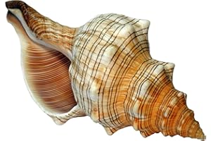 KALTNER PRÄSENTE Kaltner – Ideas para regalo - Conchas, Fasciolaria Trapezium, caracolas trapecio, 14-15 cm