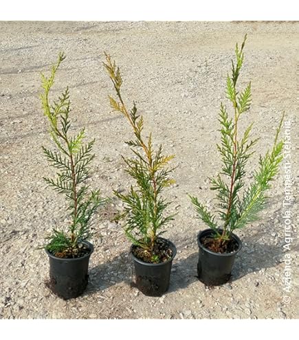 Cipresso Di Leyland - 24 Piante Per Siepe, Altezza 80-100cm, Vaso Ø18cm - Foto 4