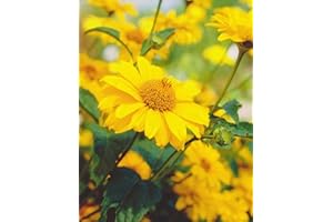 BLUMENHANDEL ULLRICH Sonnenauge Heliopsis scabra"3 Wurzelstücke" Staude Winterhart