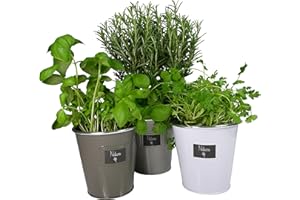 khevga Kräutergarten Küche Metall-Übertopf 3er Set