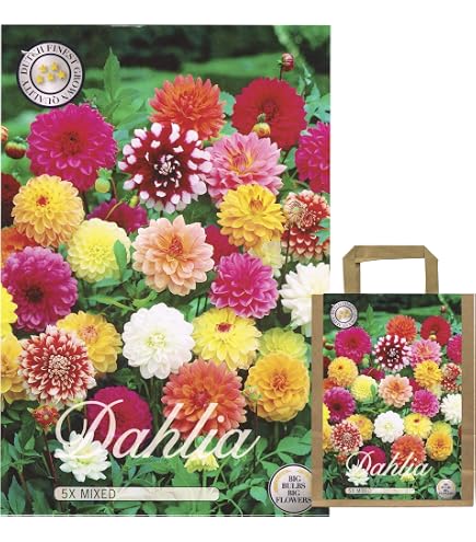 Bulbes De Dahlia Hayley Jane – Lot De 3 Tubercules, Fleurs Colorées Vivaces, Hauteur 80-90 Cm, Emballage Cadeau Bio