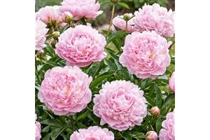 Pion Pink Passion - Stor Pionhybrid - Vinterhärdig Flerårig Ört