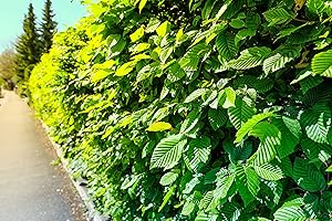 PFLANZHITS IHR PFLANZENPARTNER Hornbeam 120-150 cm Hedge Plants Carpinus Betulus Hedge White Beech Garden Hedge Hornbeam Root Product Pack of 10