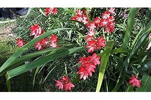 CORNWALL PLANTS HESPERANTHA Kaffir Lily 'Californian Sunrise' Bright Bold Coloured Autumn Flowering PERRENNIAL SCHIZOSTYLIS in 9CM Pot, RED GREEN PINK