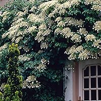 2x Hydrangea Anomala | 2er Set Kletterhortensie wei? | | Höhe 55-65cm | Topf-Ø 15cm