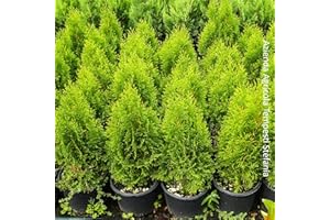 AZIENDA AGRICOLA TEMPESTI STEFANIA Thuja occidentalis smaragd, 2 piante alte 40/60 cm, vaso Ø18, tuia