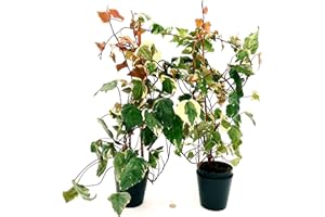 POWERS TO FLOWERS - EDERA DI MARENGO, EDERA RAMPICANTE, 2 PIANTE, piante vera