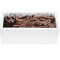 proinsects 48 STK. kanadische Tauwürmer in der Styroporbox