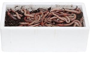 proinsects 48 pcs. of Canadian earthworms in styrofoam box