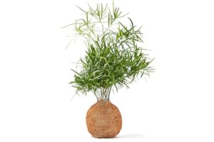 Tranquil Plants Falcatus Fern Coco Fiber Bonsai Tree Indoor Plant | Mature Plant - The Coco Fibre Ball Japanese Zen Gardens, Bonsai Tree Outdoor and Indoor Bonsai Plant for Gardening Gift- 30cm High