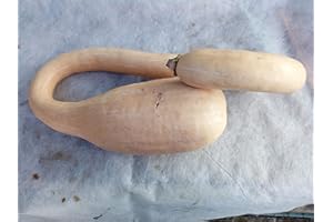 FASH LADY Portal Cool Squash Trombetta di Albenga Semi di Zucca