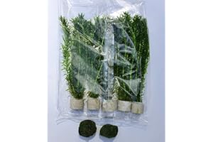 SAHAWA Wasserpest (Egeria densa 058 BDT) 5x Bund Wasserpflanzen und Teichpflanzen inklusive 2 Mooskugeln ca. 2,5 cm Aquariumpflanzen