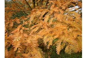 TREE ONLINE NURSERY 2X Dawn Redwood - METASEQUOIA GLYPTOSTROBOIDES Plants Bronze Autumn Colours Great for Bonsai or Hedging, 20cm Tall Starter Plants in 7/8cm pots
