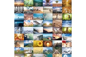 Bear and Bee 64 Postkarten – Natur, Tiere & Landschaftsfreude Große Mischung von Postkarten Postcrossing