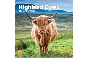 BRIGHT DAY CALENDARS Kalendarz ścienny 2024 Highland Cows od Bright Day, 30 x 30 cm