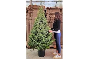 POWERS TO FLOWERS - ALBERO DI NATALE, PINO DI NATALE, ABETE NATALIZIO, ALTEZZA 180CM, Pianta Vera