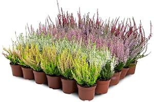 PRIME GARDEN Erica Brugo Calluna Vulgaris Piante in vaso – Resistente – Miscela di colori (30 pezzi/5 colori)