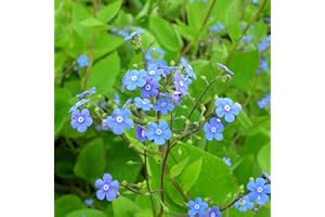 BLUMIXX STAUDEN Blumixx Plants Brunnera macrophylla – Kaukasus Vergißmeinnicht Blossoming in 0,5 L, Blue