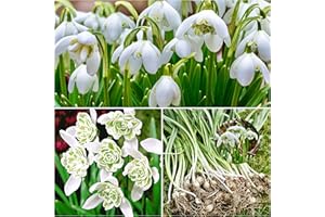 Woodland bulbs® 25 x Double SNOWDROPS Bulbs - Snowdrops in The Green - UK Grown Freshly Lifted Bulbs - Snowdrops Bulbs for Planting Now UK - Galanthus Flore Pleno - (Free UK P&P)