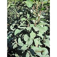 Amelanchier alnifolia Obelisk - Säulen-Felsenbirne Preis nach Größe 100-120 cm