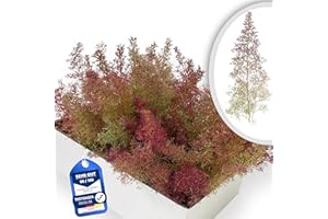 ‎MODELLBAUWERK Seemoos/Meerschaum Basis Kartongröße 25x20x15cm | Ideal für Modellbauwälder, Architekturmodellbau, Bäume, Büsche, Dioramen, Miniaturwelt, Modelleisenbahnen & Landschaftsgestaltung