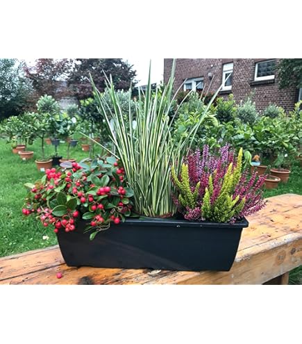 Herbst Blumen Set Nr.8 - Calluna Vulgaris Trios Milka & Wildbeery