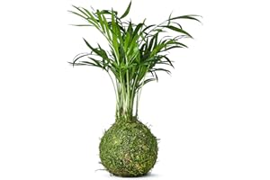 Tranquil Plants Home Decor Palm Bonsai Tree Indoor Plant Embedded in Green Moss Ball for Bedroom - The Green Moss Ball - Japanese Zen Gardens and Bonsai Gardening Gift Indoor Plant 25cm