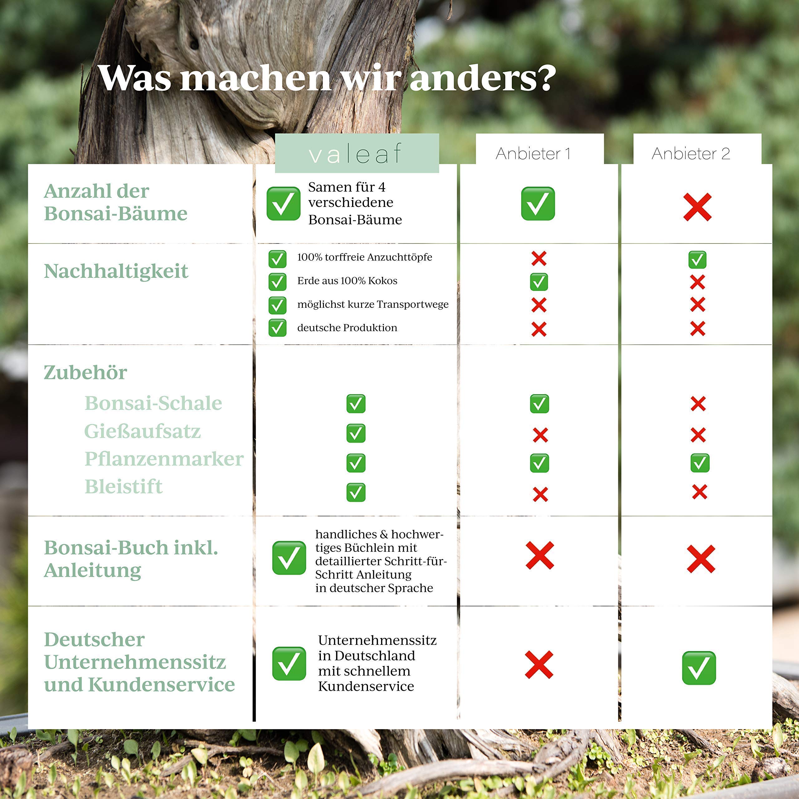 valeaf Bonsai Starter Kit I Bonsai Anzuchtset Geschenk für deinen Bonsai Baum I Zimmerpflanzen