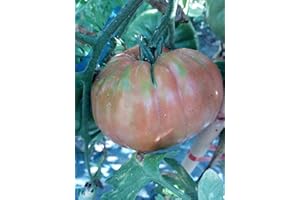 GHINO DI TACCO SEMI POMODORO BISTECCA