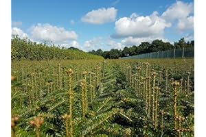 PFLANZHITS IHR PFLANZENPARTNER 10st. Nordmanntannen 25-40cm 5j. Nordmanntanne Weihnachtsbaum Abies nordmanniana Wurzelware