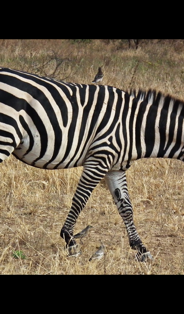 cute zebra Wallpaper -- HD Wallpapers of cute zebras!: Amazon.co.uk