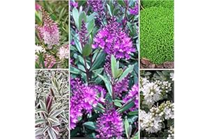 MEREDITH NURSERIES 6 Mixed Hebe Plants Evergreen Garden Shrubs Colourful
