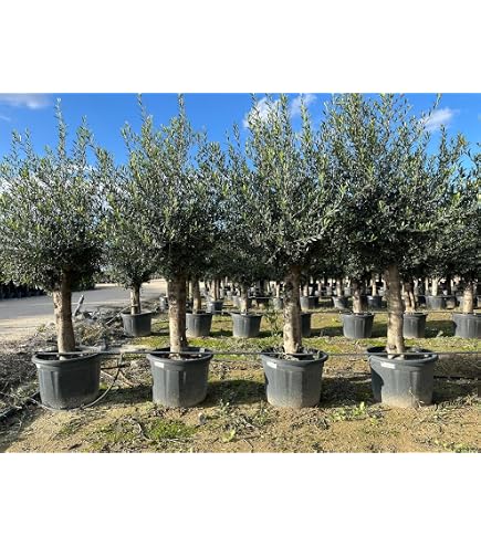 gruenwaren jakubik winterharter XL Olivenbaum Premiumqualitt 45 Jahre,  extra dicke Stmme, winterhart : Amazon.de: Garten