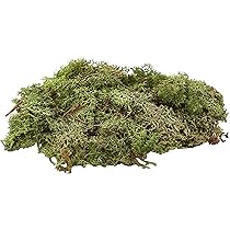 GLOREX Mousse Vert Foncé 50G - Papeterie Michel