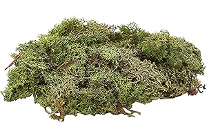 Glorex 6 3803 606 Mousse Vert foncé 50g