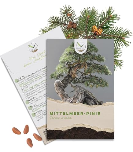 SAFLAX - Bonsai - Buddha-Feige/Bodhi-Baum - 100 Samen - Ficus religiosa :  Amazon.de: Garten