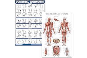 QUICKFIT Dumbell Workouts and Muscular System Anatomy Poster Set – laminiert 2 Diagramme Set – Kurzhantel Übung Routine & Muskel Anatomy Diagramm (laminiert, 45,7 x 68,6 cm)