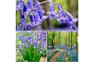 WOODLAND BULBS 100 x English Bluebells Bulbs - Bluebells in The Green - Spring Flowering Bulbs - Bluebell Bulbs for Planting Now UK - (Free UK P&P)
