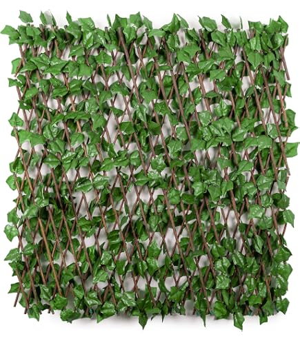 eibe nach umpflanzen braun Eibe – Taxus baccata (Hecke) main image 0