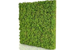 Naturewalls Moospaneele Basic - 50 x50 - Moosbild Islandmoos - Mooswand selber Machen - Moosplatte - Wandbegrünung