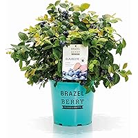 BrazelBerry 'Pink Breeze' Blaubeere , atemberaubende Laubfärbung und große XL-Beeren , Heidelbeere , winterhart , Obst…