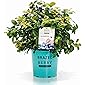 BrazelBerry 'Pink Breeze' Blaubeere , atemberaubende Laubfärbung und große XL-Beeren , Heidelbeere , winterhart , Obst…