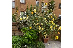 CARBETH PLANTS Yellow Golden Climbing Rose Bush in 2 Litre Pot - Climber Garden Plant Ready for Planting - Excellent for Walls, Pillars Trellises and Arches